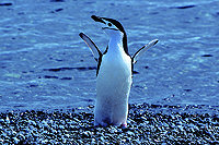 Zügel-Pinguin