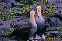 Albatrosse auf Espanola