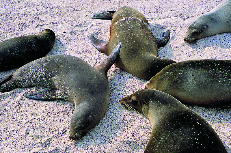 zur Übersicht Galapagos II