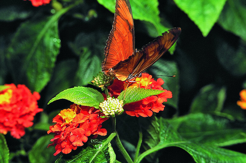 zur Übersicht Schmetterlinge I