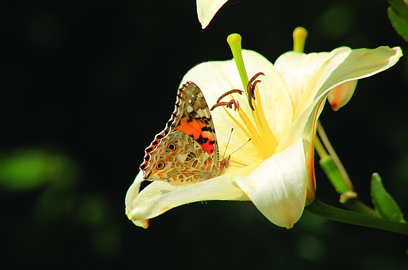 zur Übersicht Schmetterlinge II