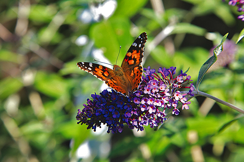 zur Übersicht Schmetterlinge II