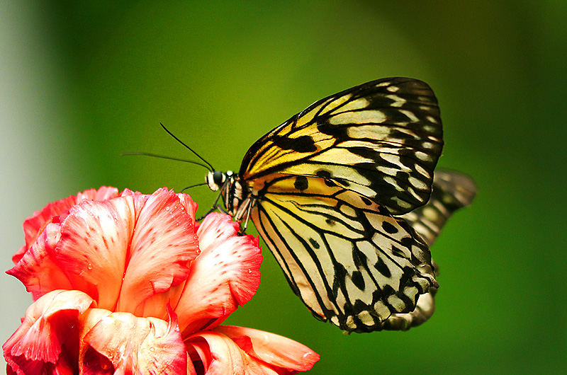 zur Übersicht Schmetterlinge 3