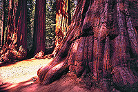 Mammutbaum, Yosemite N.P.