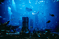 Dubai, das versunkene Atlantis im Hotel Atlantis