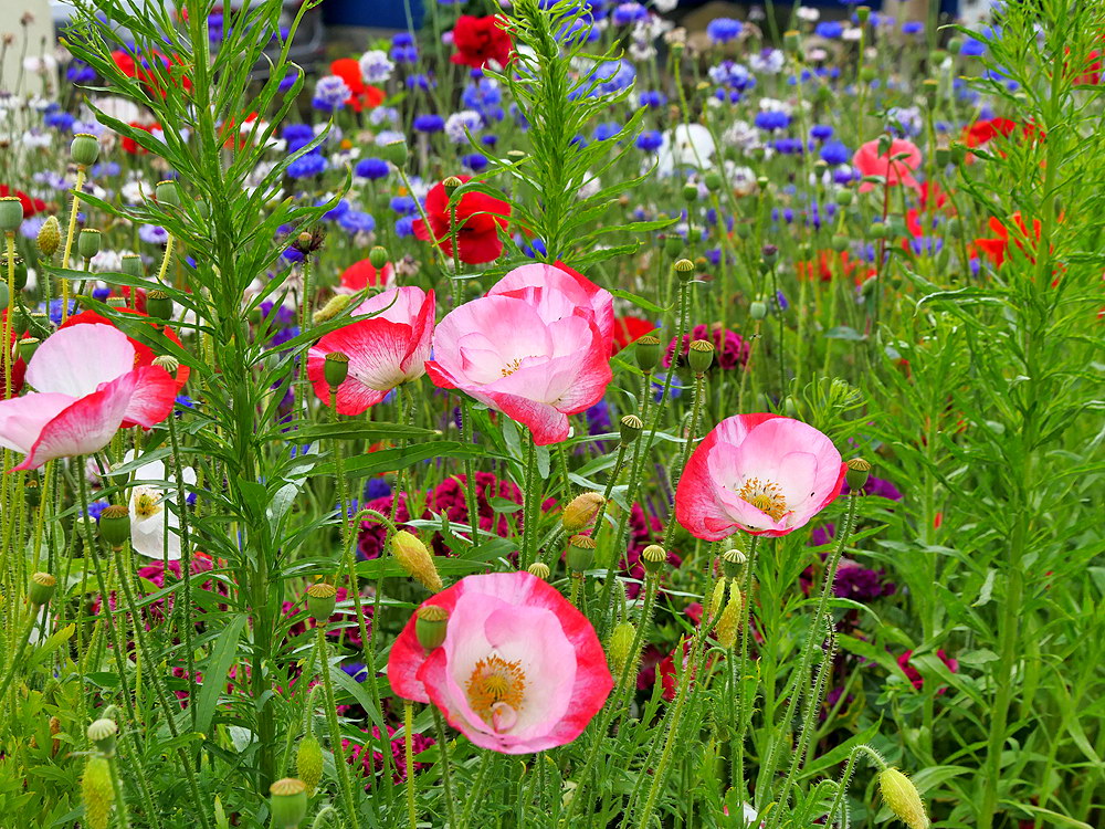 zur &Uuml;bersicht Wildblumen 12