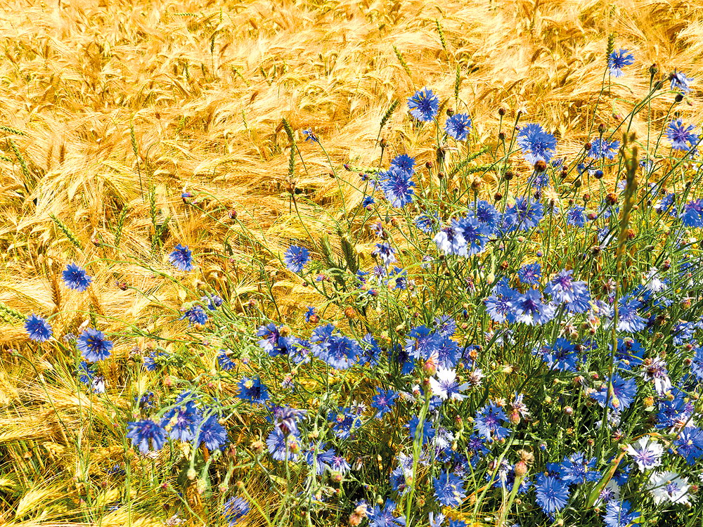 zur &Uuml;bersicht Wildblumen 12