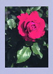 Minikarte Rose 308