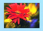 Minikarte Blumenstraus 310