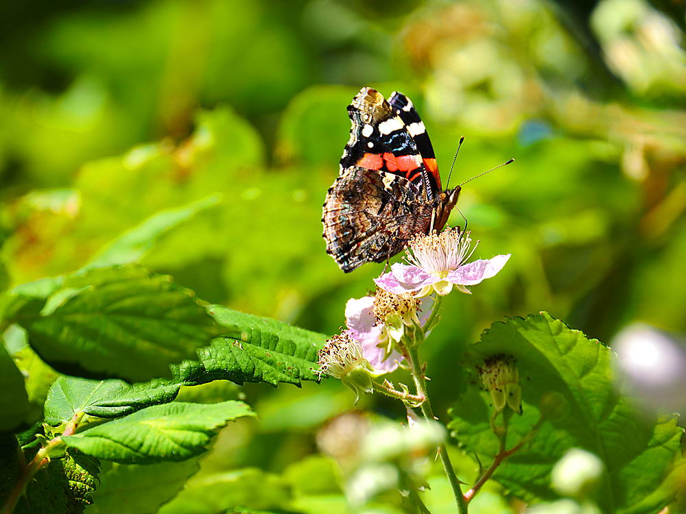 zur &Uuml;bersicht Augenblicke 4