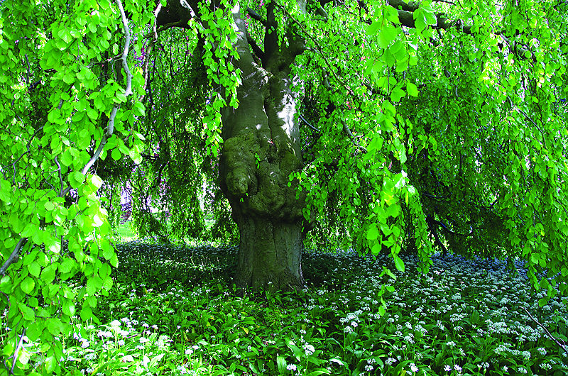 zur &Uuml;bersicht B&auml;ume 4