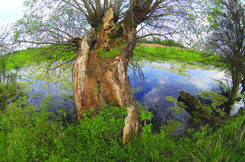 zur &Uuml;bersicht B&auml;ume 4