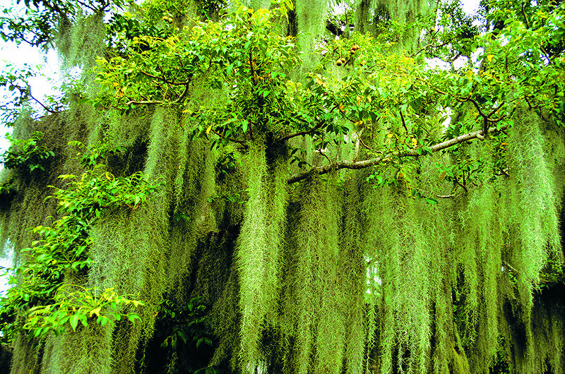 zur &Uuml;bersicht B&auml;ume 4