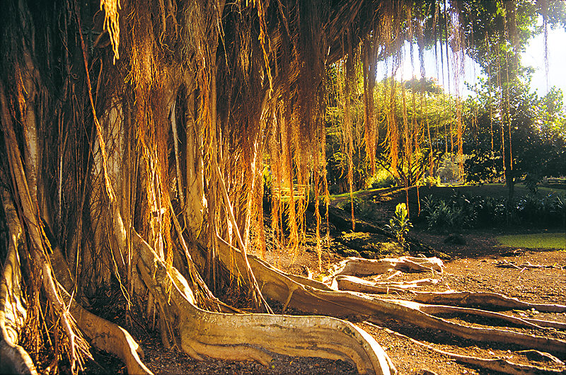 zur &Uuml;bersicht B&auml;ume 4