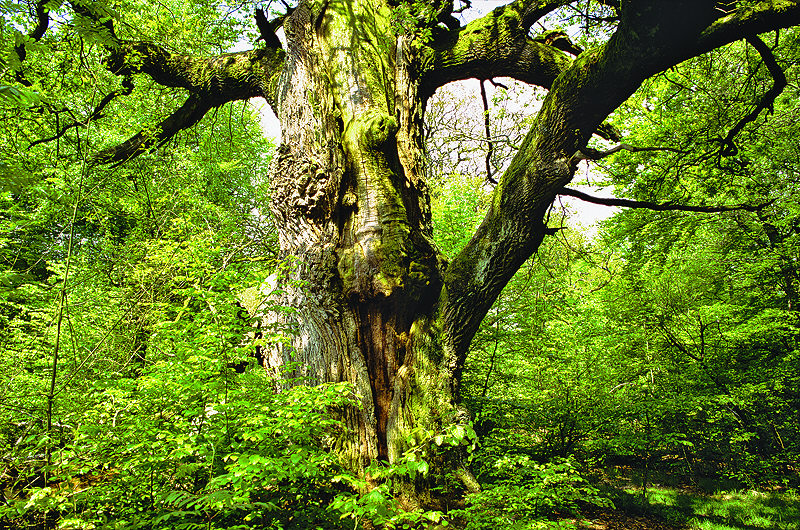 zur &Uuml;bersicht B&auml;ume 4