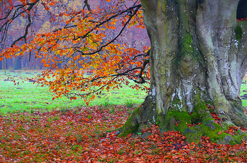 zur &Uuml;bersicht B&auml;ume 4