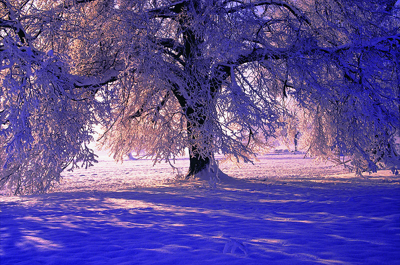 zur &Uuml;bersicht B&auml;ume 4