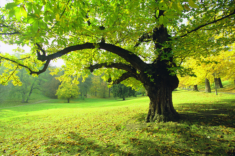 zur &Uuml;bersicht B&auml;ume 4