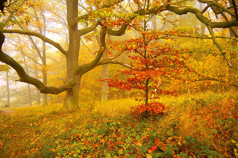 zur &Uuml;bersicht B&auml;ume 5