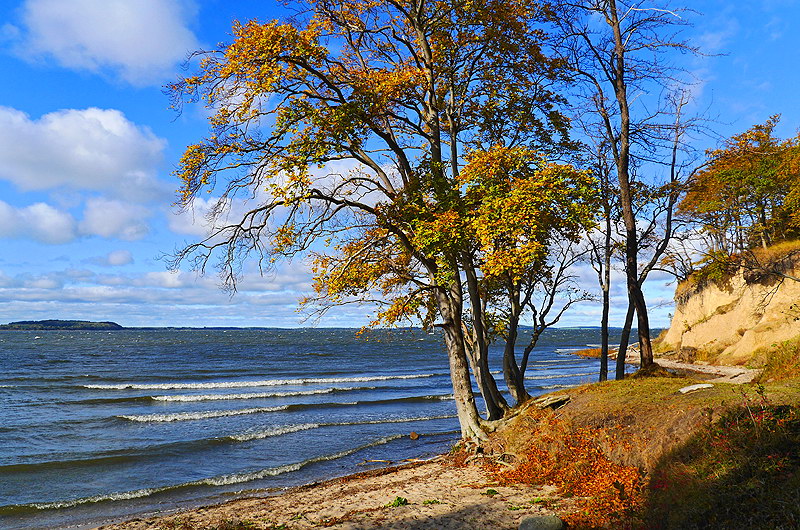 zur &Uuml;bersicht B&auml;ume 5