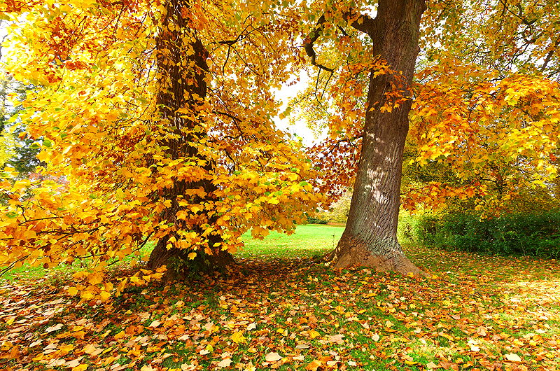 zur &Uuml;bersicht B&auml;ume 5