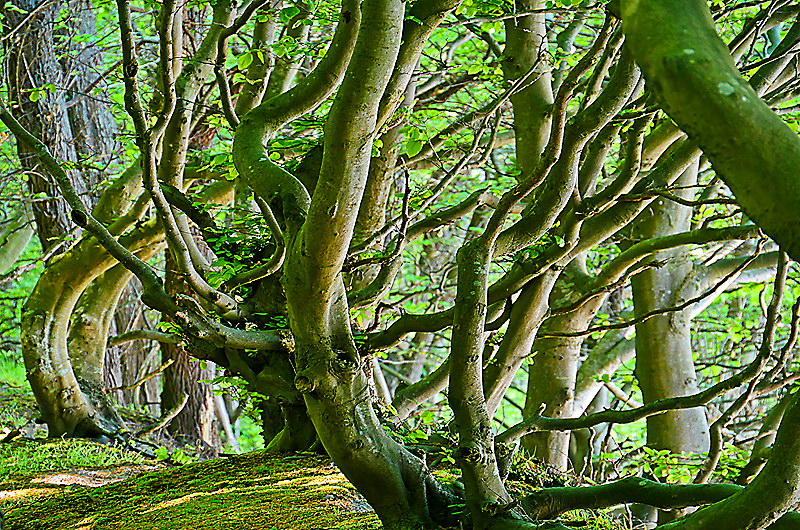 zur &Uuml;bersicht B&auml;ume 5