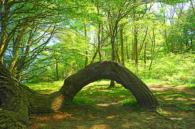 zur &Uuml;bersicht B&auml;ume 5