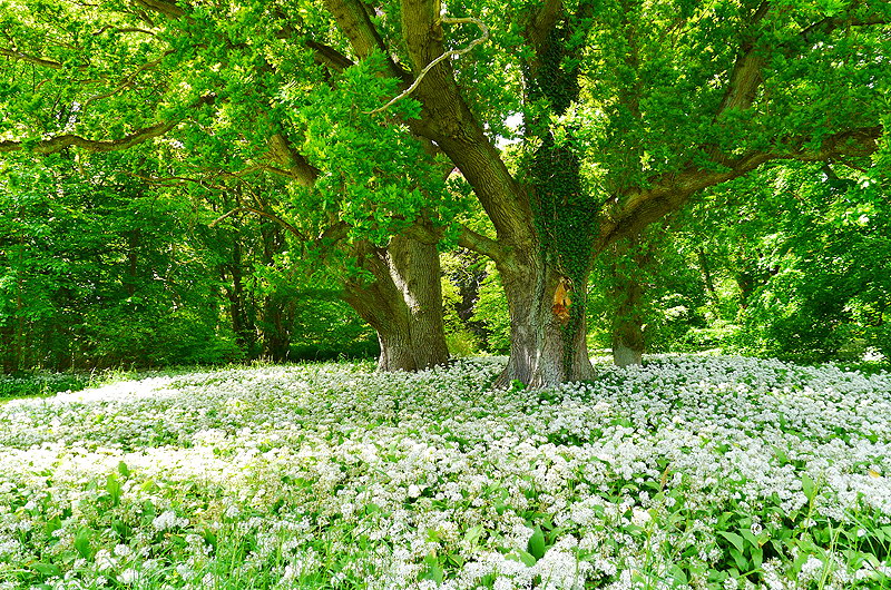zur &Uuml;bersicht B&auml;ume 5