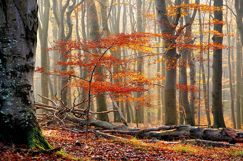 zur &Uuml;bersicht B&auml;ume 5