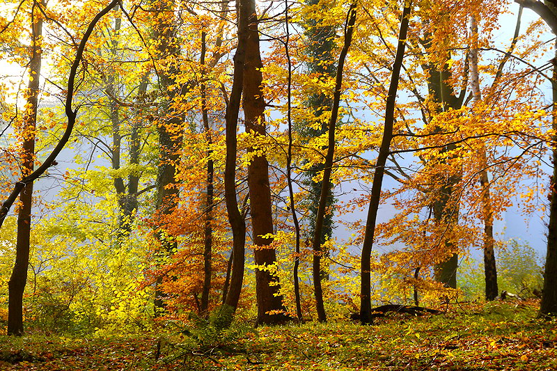 zur &Uuml;bersicht B&auml;ume 5