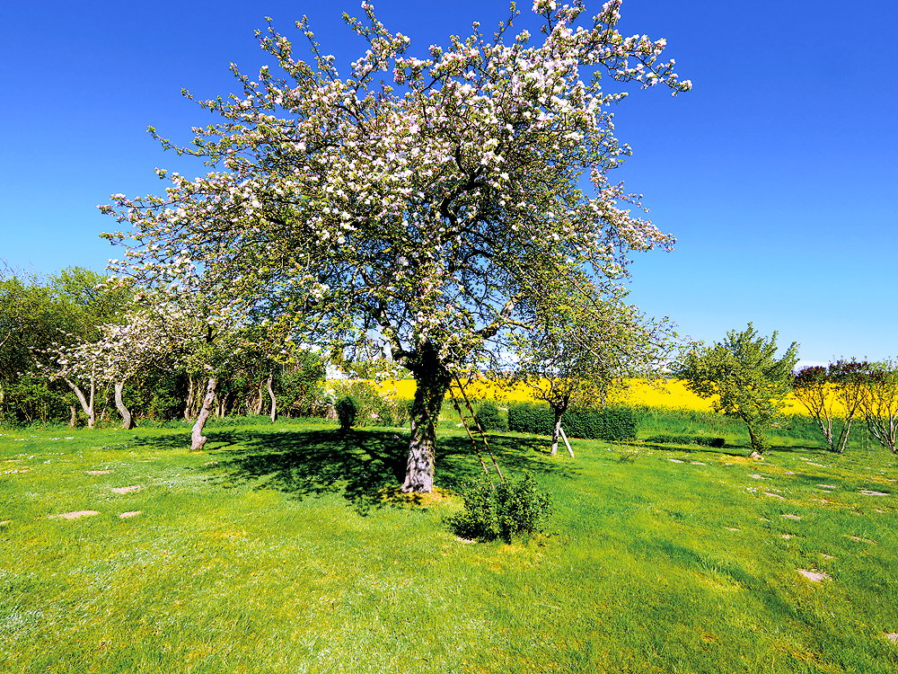 zur &Uuml;bersicht B&auml;ume 6