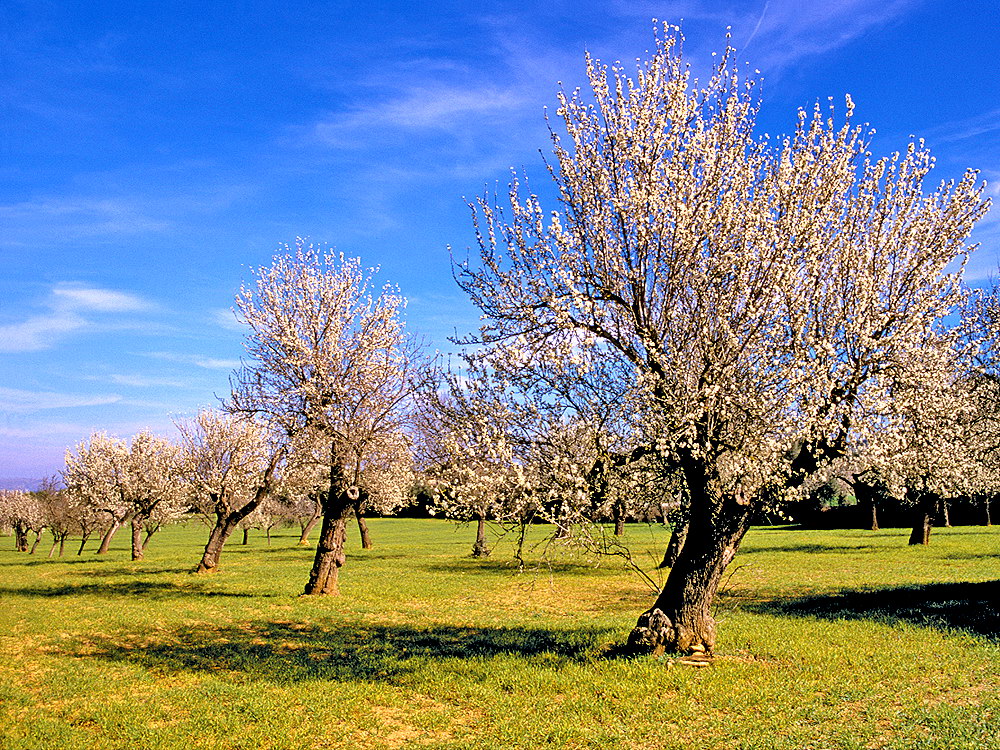 zur &Uuml;bersicht B&auml;ume 6