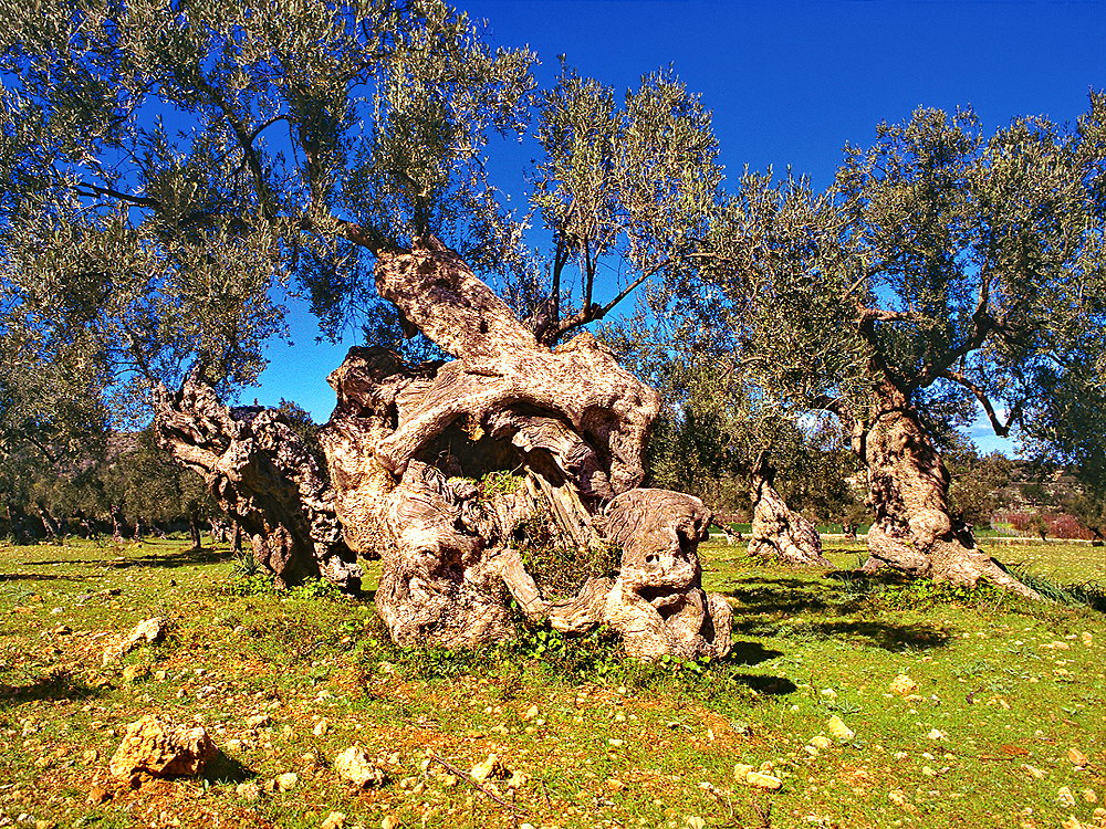 zur &Uuml;bersicht B&auml;ume 6