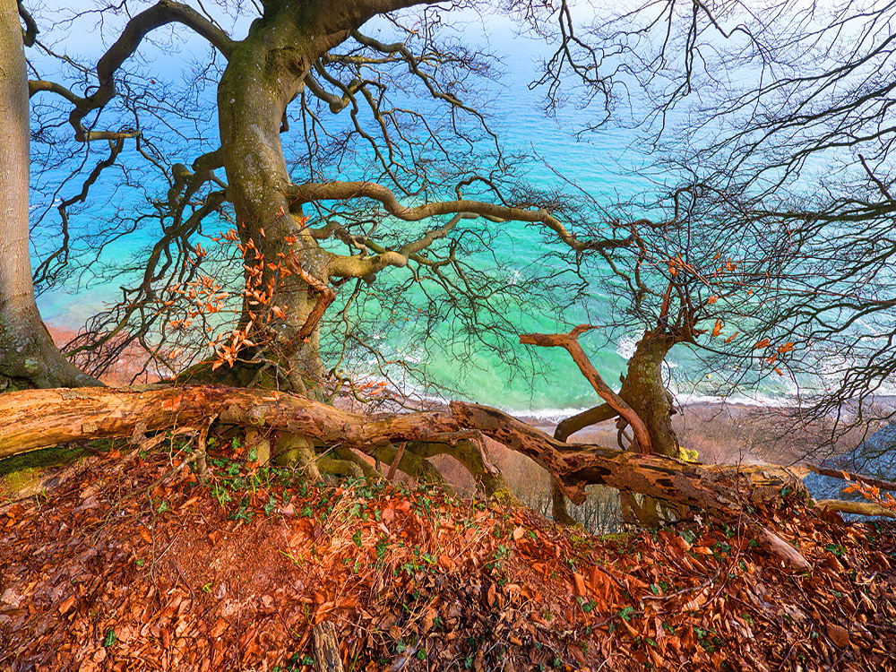 zur &Uuml;bersicht B&auml;ume 6