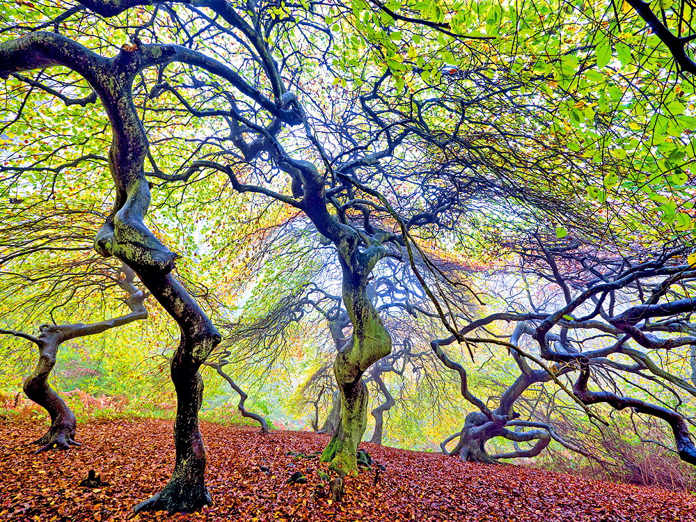 zur &Uuml;bersicht B&auml;ume 6