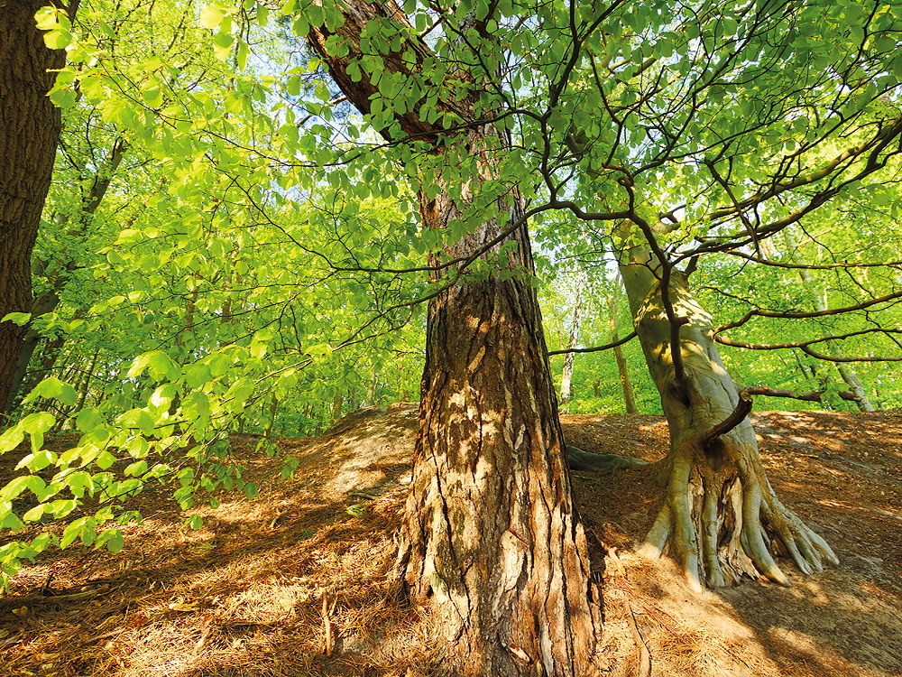 zur &Uuml;bersicht B&auml;ume 7