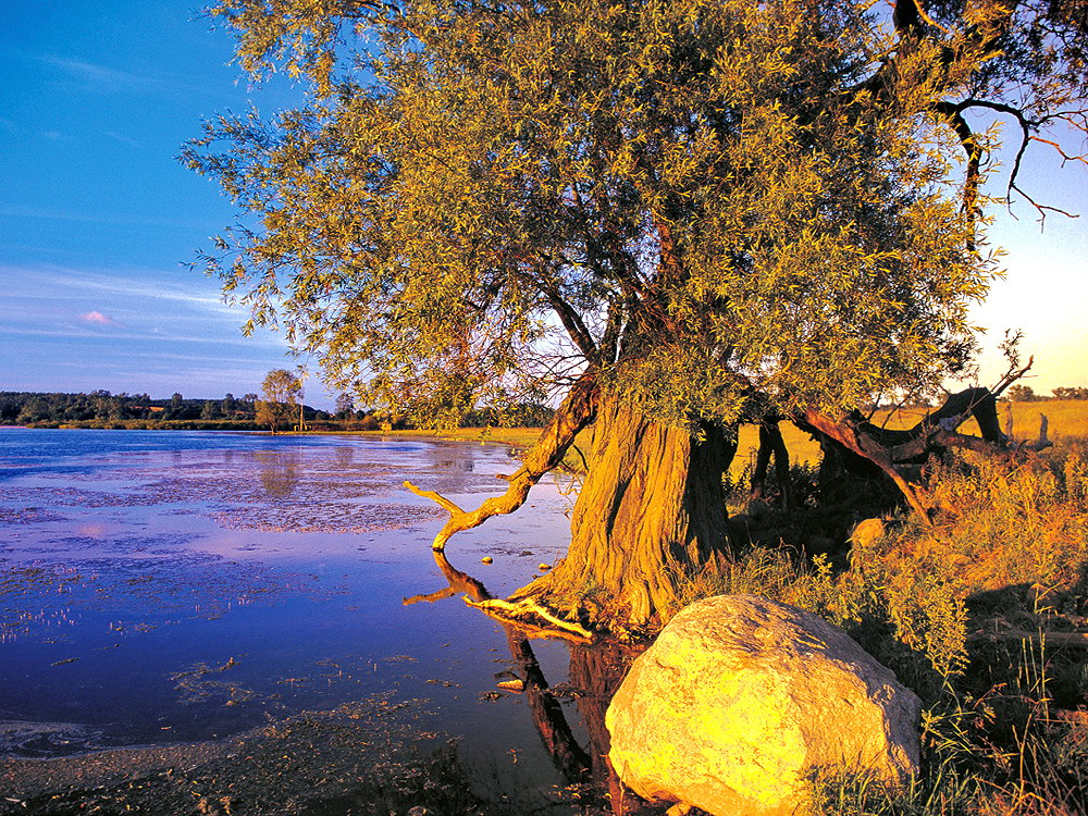 zur &Uuml;bersicht B&auml;ume 7