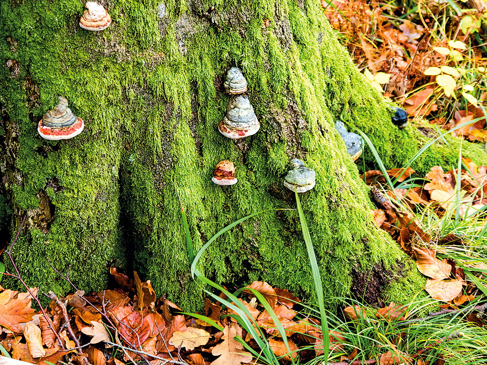 zur &Uuml;bersicht B&auml;ume 7