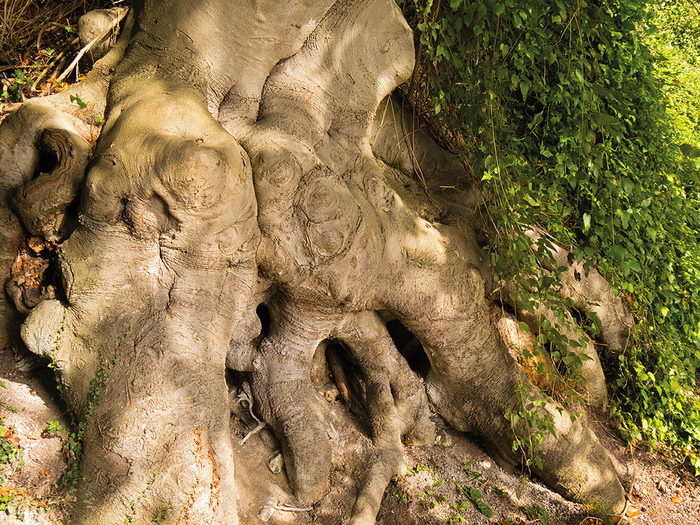 zur &Uuml;bersicht B&auml;ume 7