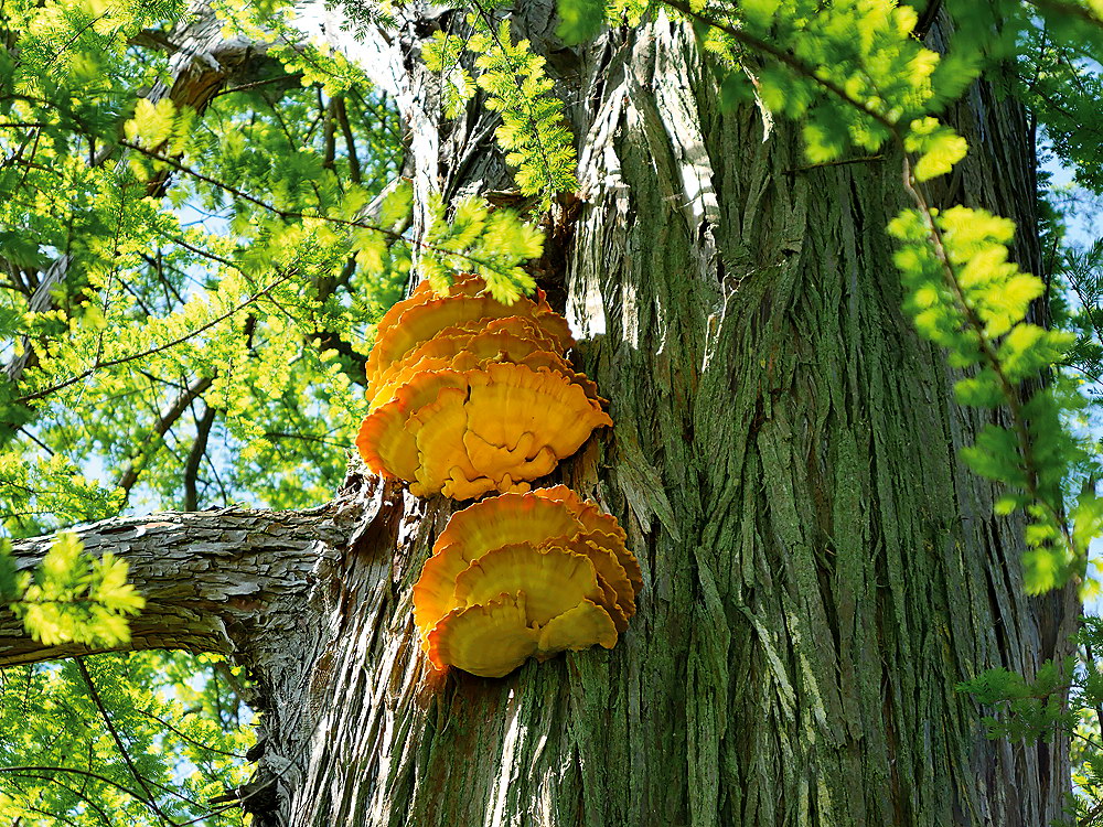 zur &Uuml;bersicht B&auml;ume 7