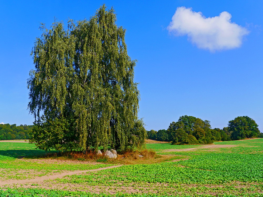 zur &Uuml;bersicht B&auml;ume 7