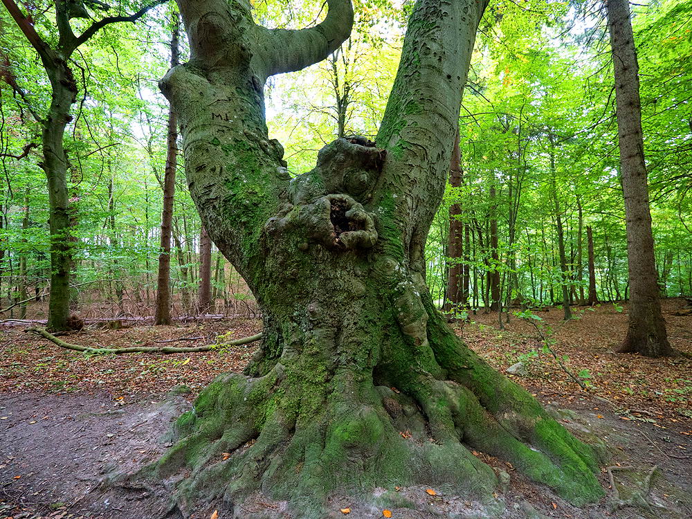 zur &Uuml;bersicht B&auml;ume 7