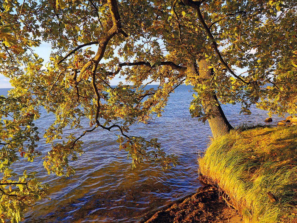 zur &Uuml;bersicht B&auml;ume 7