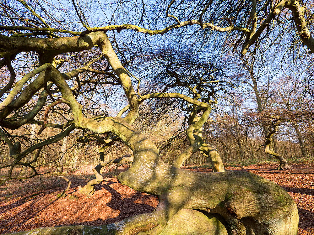 zur &Uuml;bersicht B&auml;ume 8