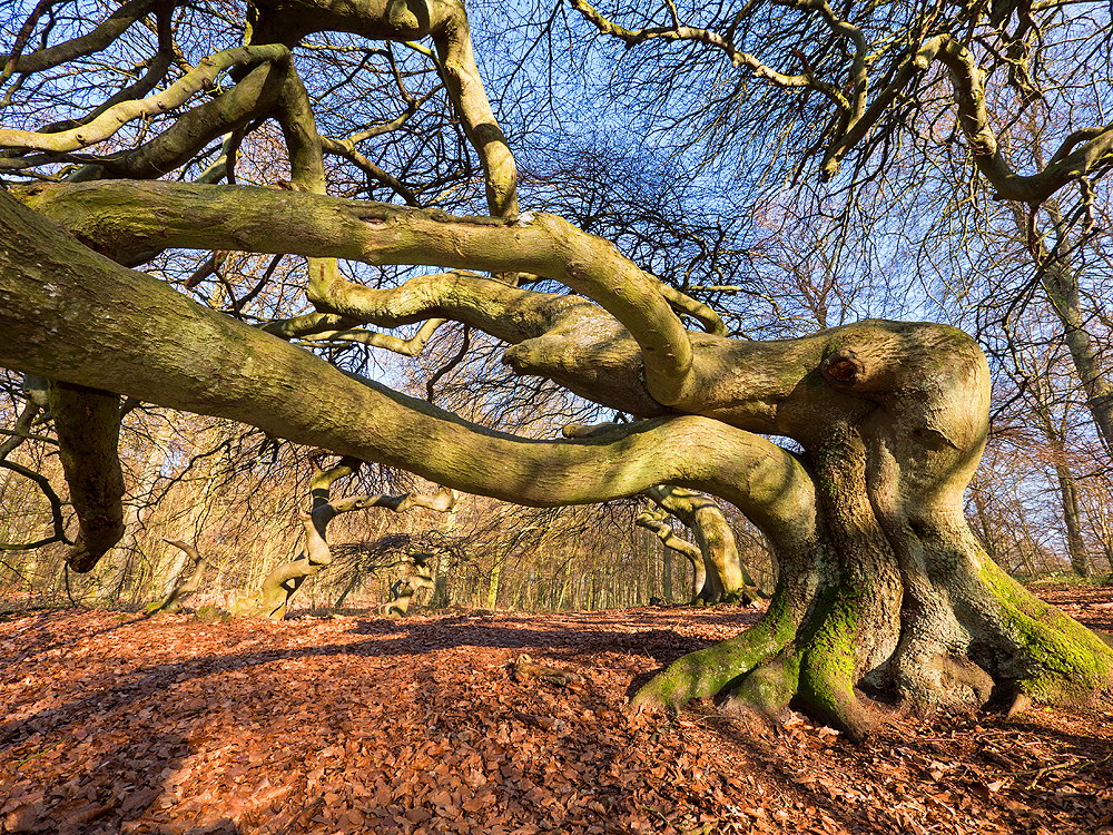 zur &Uuml;bersicht B&auml;ume 8