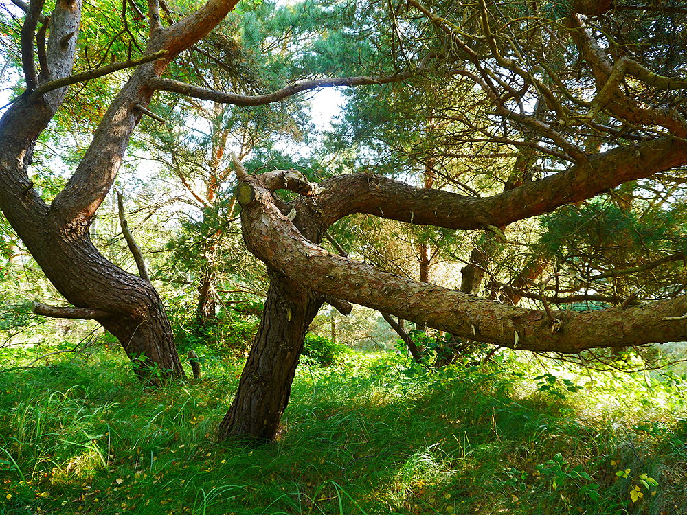 zur &Uuml;bersicht B&auml;ume 8