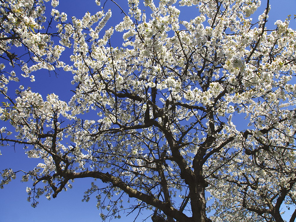 zur &Uuml;bersicht B&auml;ume 8