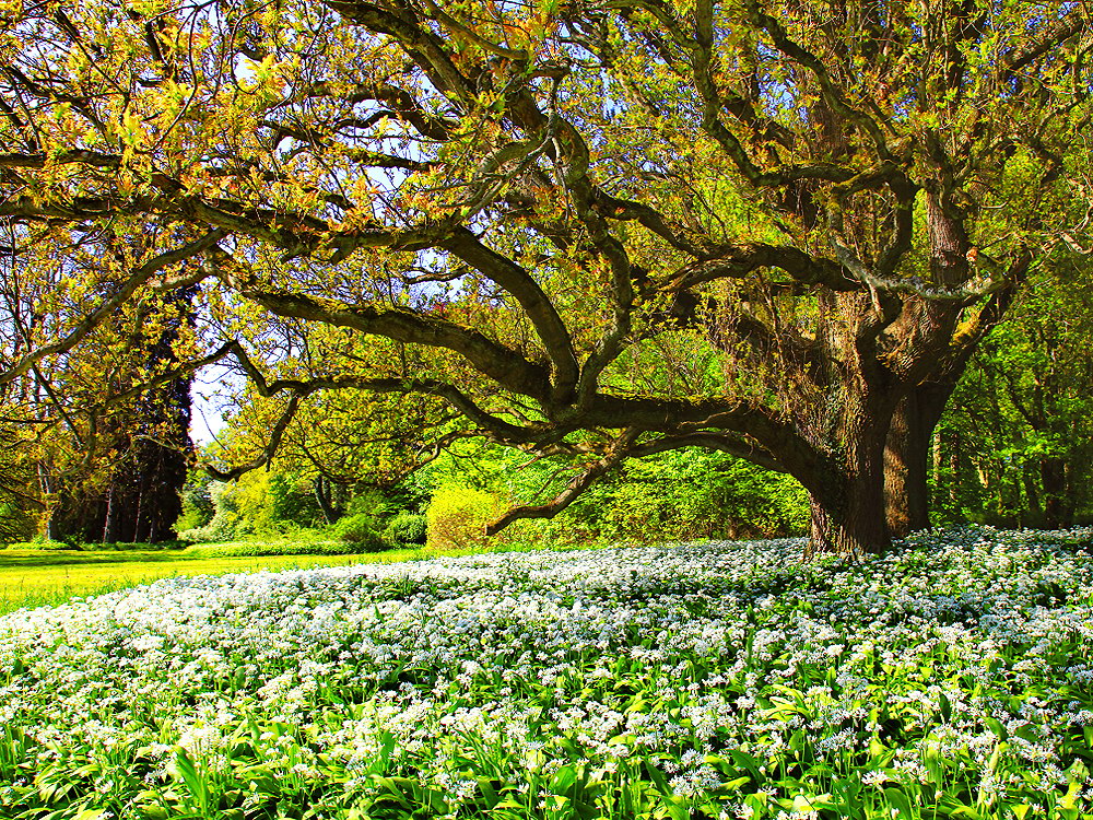 zur &Uuml;bersicht B&auml;ume 8