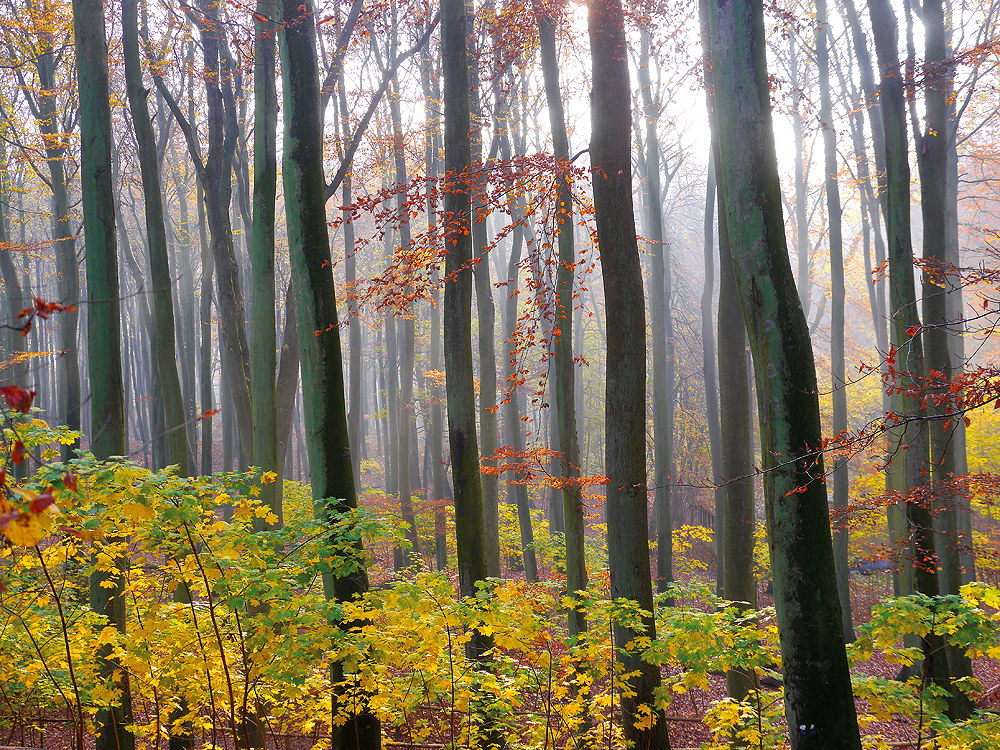 zur &Uuml;bersicht B&auml;ume 8