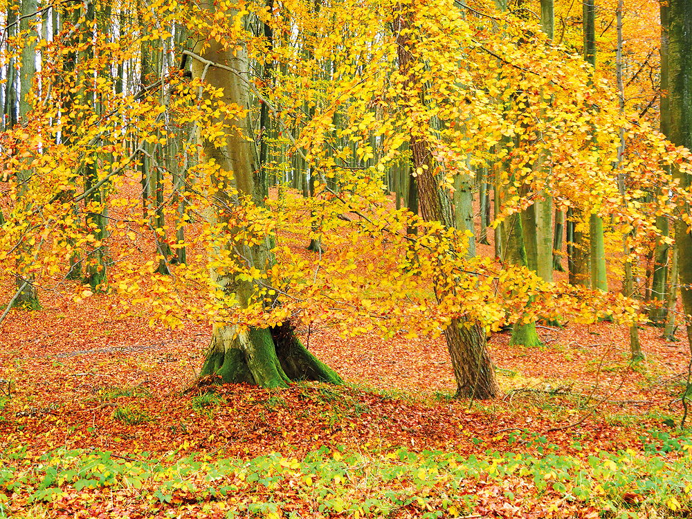 zur &Uuml;bersicht B&auml;ume 8